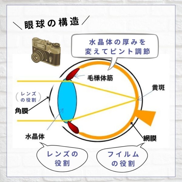 眼球の構造